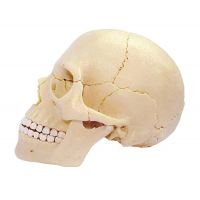 HM Studio Anatomie člověka lebka - Poškozený obal 3