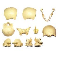 HM Studio Anatomie člověka lebka - Poškozený obal 4