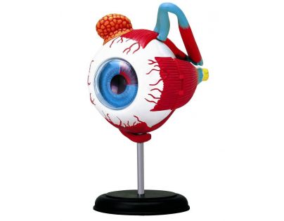 HM Studio Anatomie člověka oko - Poškodený obal