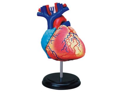 HM Studio Anatómia človeka srdce