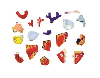 HM Studio Anatómia človeka srdce