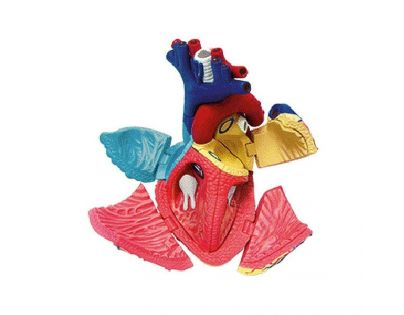 HM Studio Anatómia človeka srdce