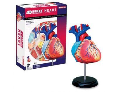 HM Studio Anatómia človeka srdce