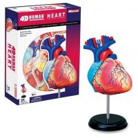 HM Studio Anatómia človeka srdce 4