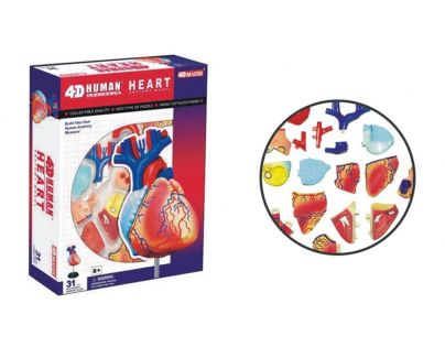 HM Studio Anatómia človeka srdce