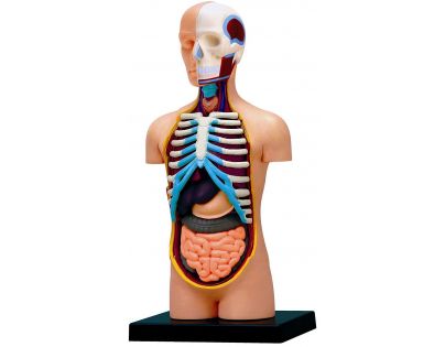 HM Studio Anatomie člověka trup