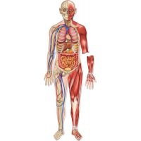Learning resources Obojstranné magnetické ľudské telo 4