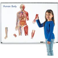 Learning resources Obojstranné magnetické ľudské telo 2