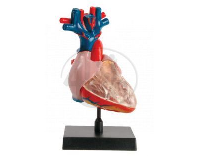Lidský anatomický model - Lidské srdce EIN-O E23702