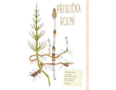 Bookmedia Můj první herbář Maja Graniszewská CZ verzia