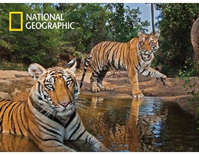 Prime 3D National Geographic Puzzle Tigre 500 dielikov