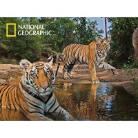 Prime 3D National Geographic Puzzle Tigre 500 dielikov 2