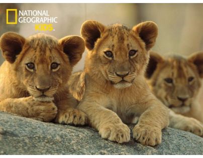 Prime 3D National Geographic Kids Puzzle Lvi 100 dílků
