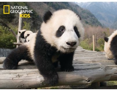 National Geographic Kids 3D Puzzle Panda 100 dielikov figúrka