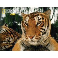 National Geographic Kids 3D Puzzle Tiger 100 dielikov figúrka 2