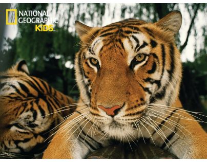 National Geographic Kids 3D Puzzle Tiger 100 dielikov figúrka