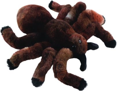 Pavúk vtáčkar 19 cm