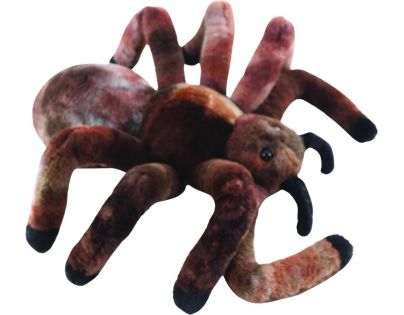 Pavúk vtáčkar 30 cm