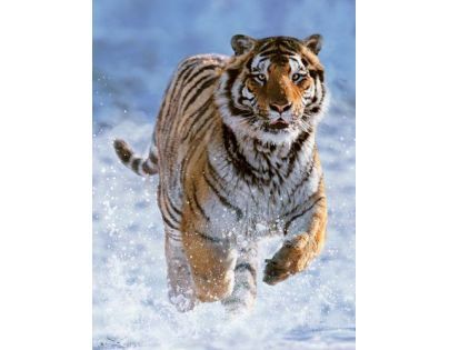 Ravensburger Puzzle Tiger na snehu 500 dielikov