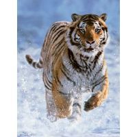 Ravensburger Puzzle Tiger na snehu 500 dielikov
