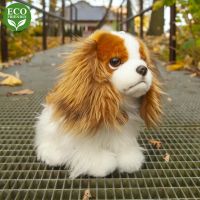 Rappa Plyšový pes King Charles Španiel 25 cm Eco Friendly 6