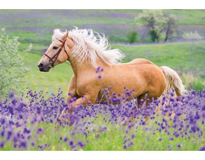 Ravensburger Puzzle Fotky koní 2 x 24 dielikov