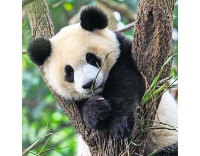 Ravensburger Puzzle Panda, tiger a lev 3 x 49 dielikov