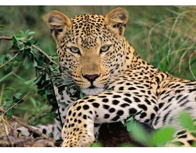 Ravensburger Puzzle Leopard 100 dielikov