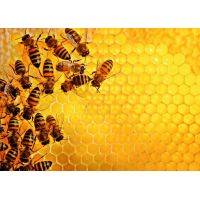Ravensburger Puzzle Challenge Puzzle Včely na medovej pláste 1000 dielikov