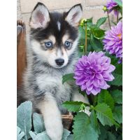Ravensburger Husky 500 dílků 2