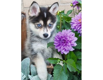 Ravensburger Husky 500 dílků