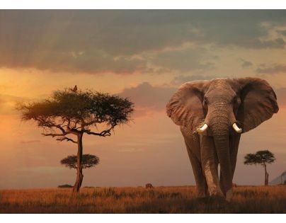 Ravensburger Puzzle Nature Slony v národnom parku Massai Mara 1000 dielikov