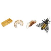 Safari Ltd Životný cyklus Včela 2