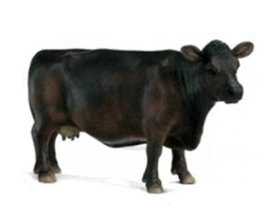 Zvířátko - kráva Angus Schleich 13269