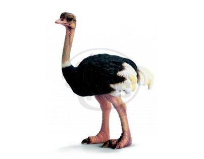 Schleich 14325 - Zvířátko - pštros