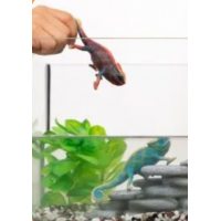 Schleich Zvieratko Chameleon 4